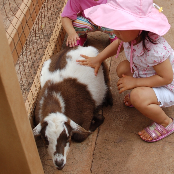 Petting a goat at Honolulu Zoo, Hawaii