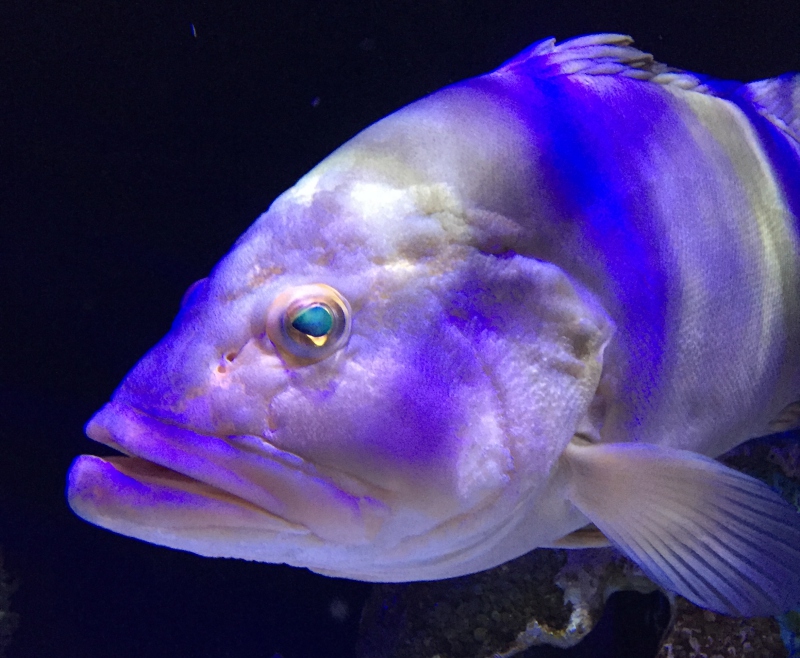 White Grouper, Mote Aquarium Sarasota Review