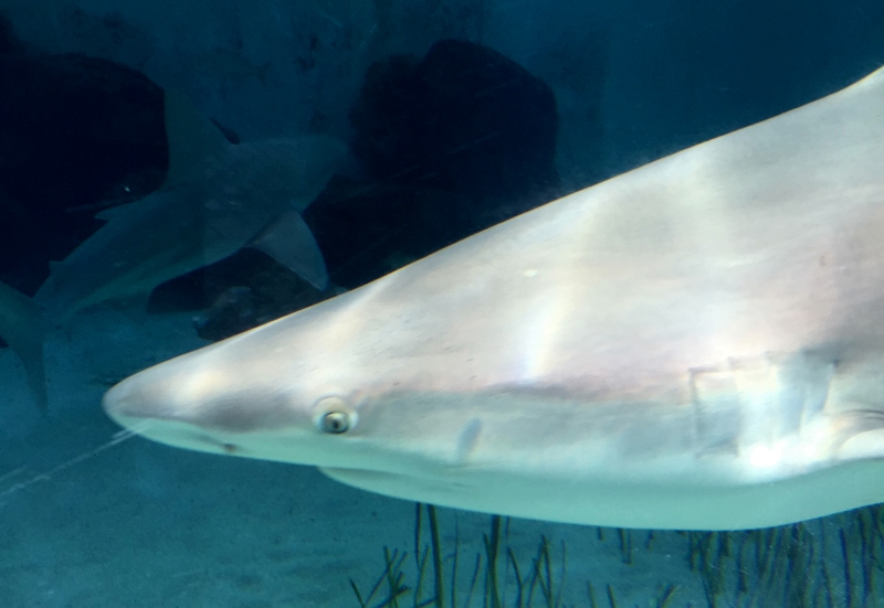 Sandbar Shark, Mote Aquarium Sarasota Review