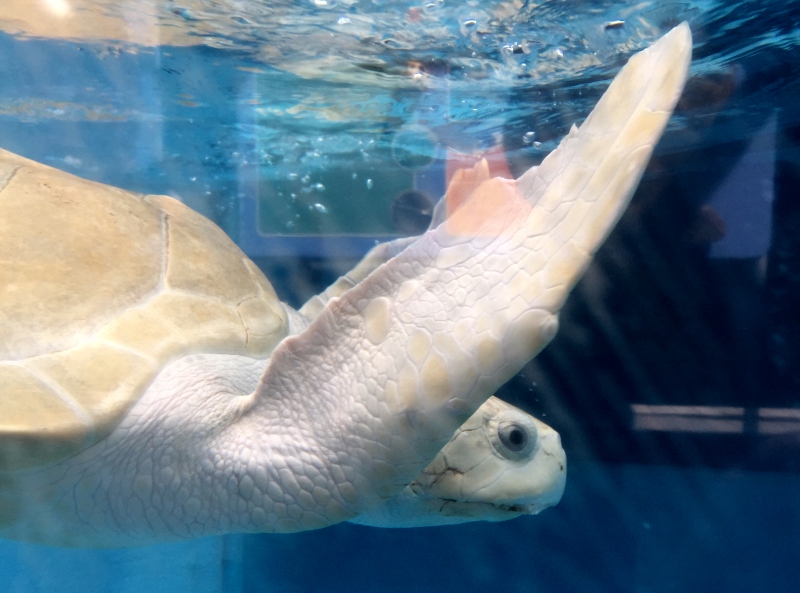 Turtle, Mote Aquarium Sarasota Review