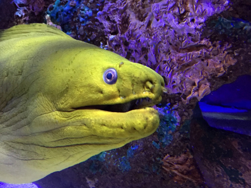 Mote Aquarium Sarasota Review