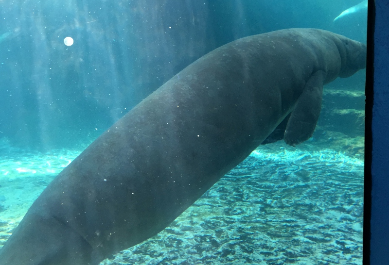Manatee, Mote Aquarium Sarasota Review