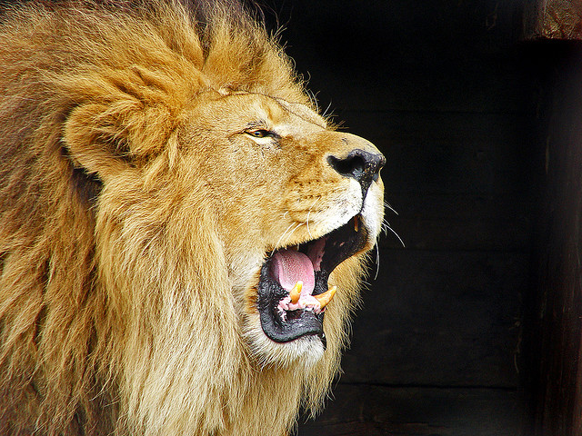 Lion roaring, Dublin Zoo