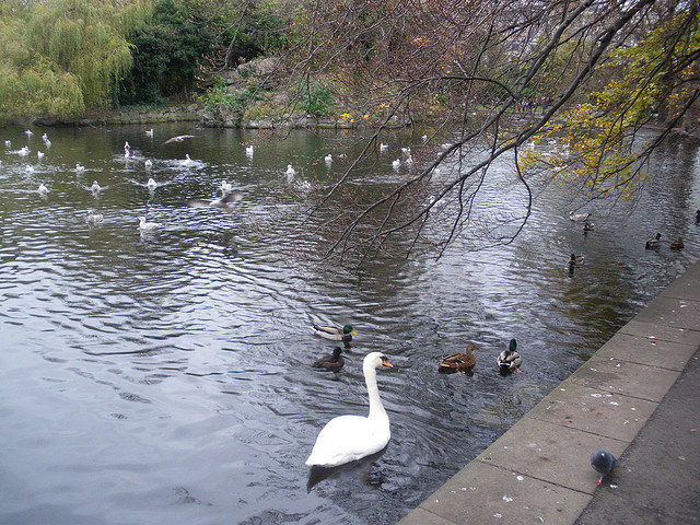 Feed the ducks at St. Stephen's Green, Dublin