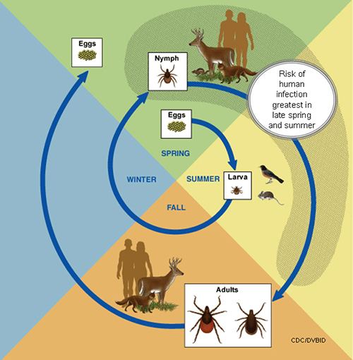 Lyme Disease: Tick Lifecycle