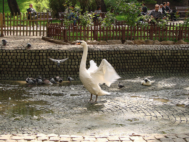 Swan Park, Ankara