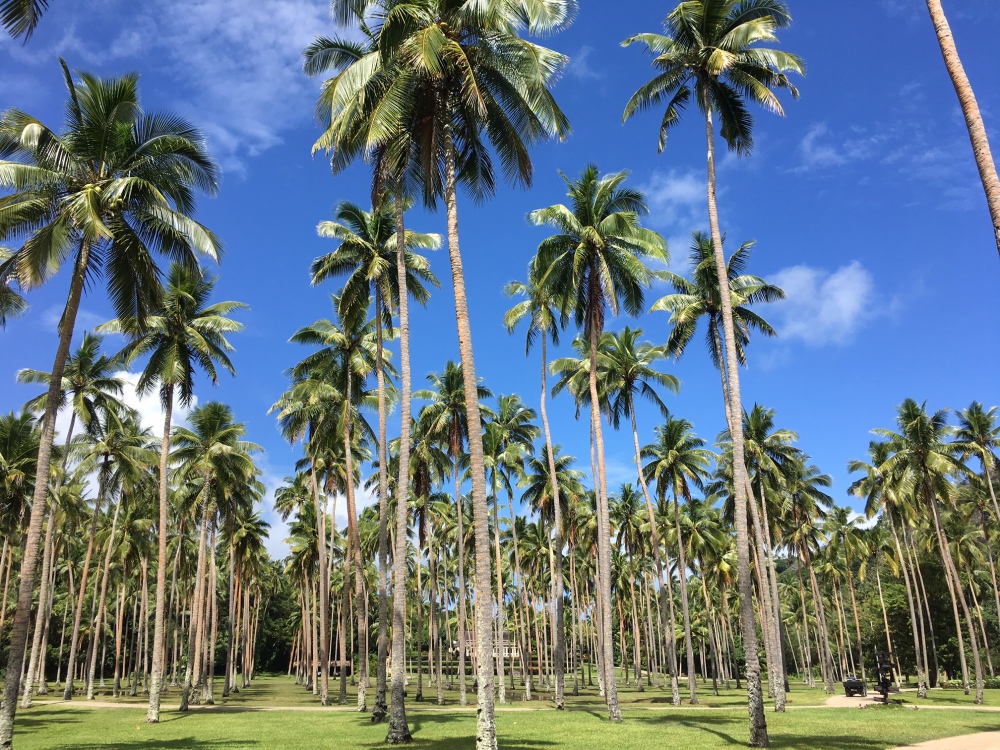 Coconut Tree Grove