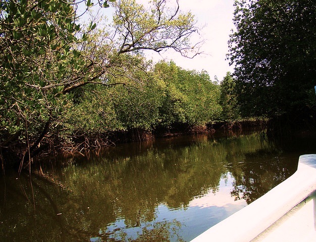 Kilim River Nature Park, Langkawi