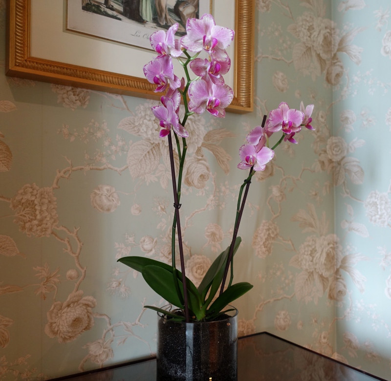 Orchid, Four Seasons Geneva Review