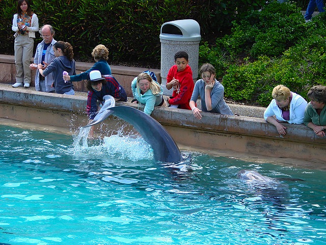 Petting a dolphin, SeaWorld, Orlando