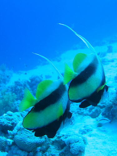 The view underwater, Sharm el Sheikh