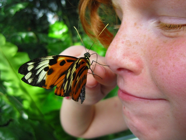 Butterfly Conservatory, Niagara Falls with Kids