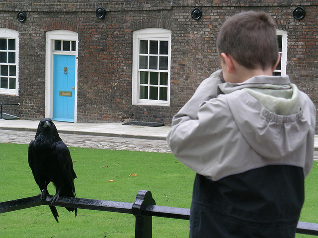 Meeting the raven at the Tower of London