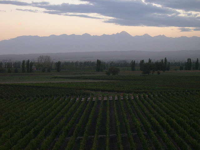 Thriving vineyards, Mendoza