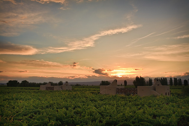 The origin of those fabulous Mendoza grapes