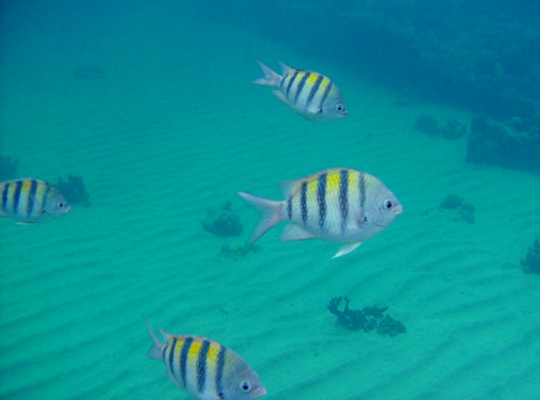 Snorkeling, St. Lucia with Kids