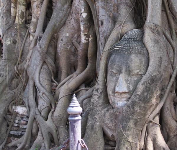 Buddha head entwined in bodhi tree roots, Wat Phra Mahathat, Ayutthaya