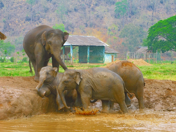 Elephants at Elephantstay, Ayutthaya Thailand