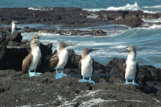 Blue-footed boobies, the Galapagos Islands