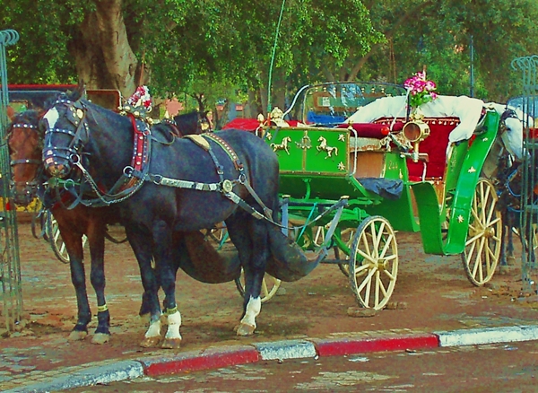 Caleche tour, Marrakech with Kids