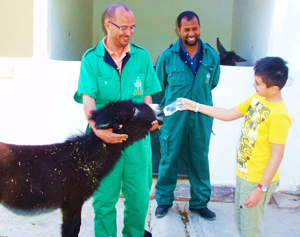 Feeding Jerry, the orphaned mule at SPANA Marrakech