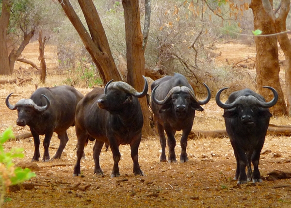 Buffalo Herd-Makuleke Concession-Kruger National Park