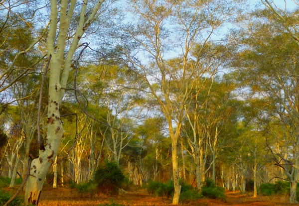 Fever Tree Forest-Pafuri-Makuleke Concession-Kruger National Park