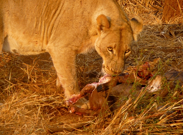 Lioness having an afternoon snack, Kruger National Park