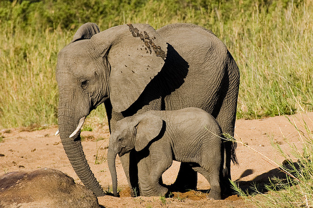 Mother and baby elephant, Kruger National Park