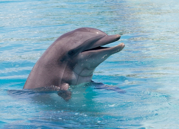 Dolphin at Atlantis, Nassau Bahamas