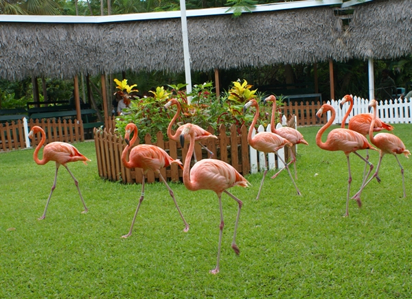 Trained flamingos marching at Ardastra Gardens and Zoo, Nassau Bahamas