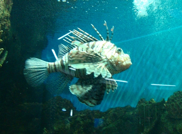 Sevastopol Aquarium, Crimea, Ukraine