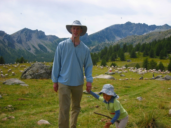 Cows Grazing in the Fields in Mercantour National Park near Casterino France