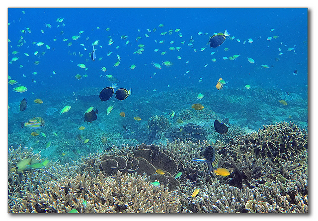 Where to go Snorkeling and Diving in Bali