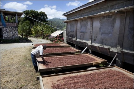 Grenada Chocolate Company Harvesting