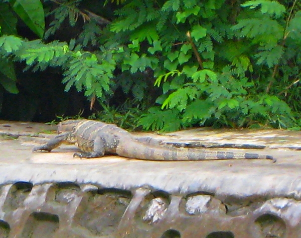 Monitor lizard on Bangkok canal tour