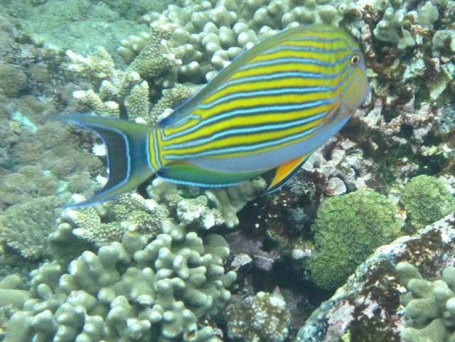 Diving Snorkeling Nusa Penida Nusa Lembongan