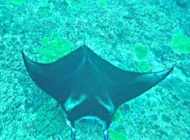 Diving and Snorkeling Nusa Penida - Manta Point