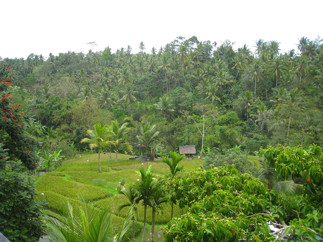 Komaneka at Bisma Ubud Bali Hotel Review - lush grounds