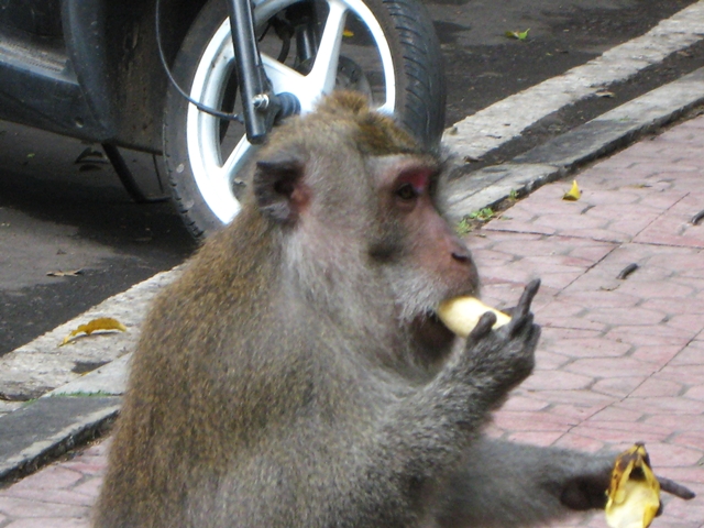 Monkey Forest Ubud Review and Tips - Monkey Eating a Banana