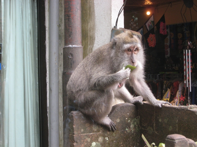 Monkey Forest in Ubud, Bali-Review and Tips - Monkeys Raiding Temple