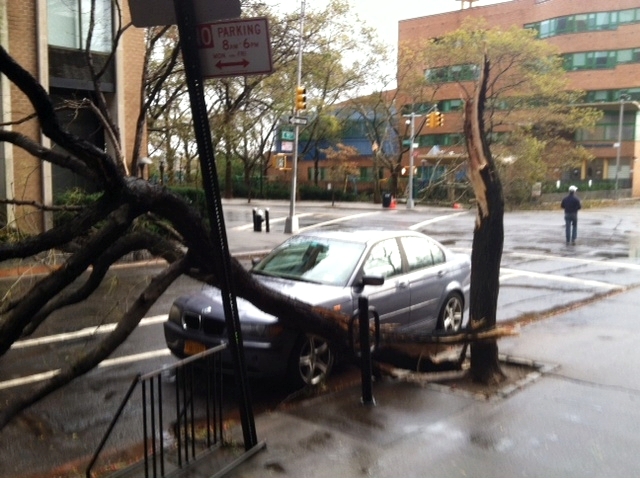 Hurricane Sandy NYC Fallen Tree