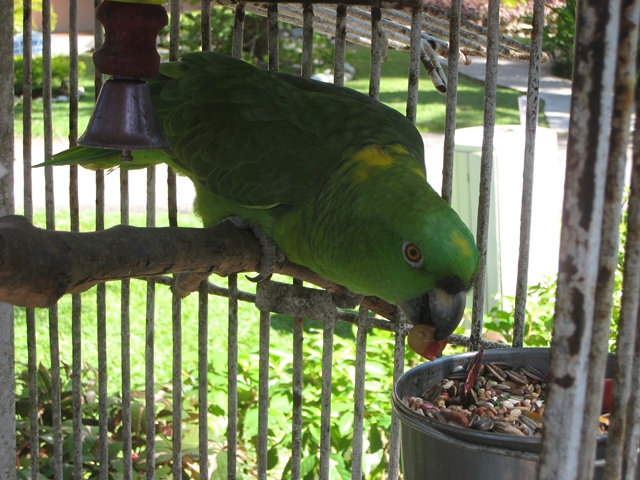 Couples Sans Souci Jamaica All Inclusive Resort - Crackers Talking Parrot