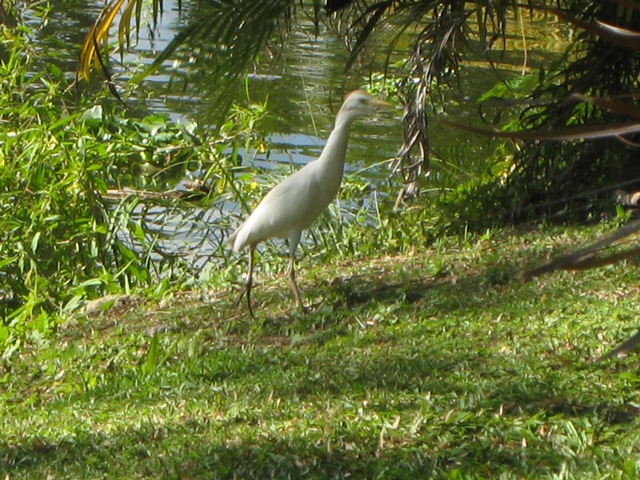 Couples Sans Souci Jamaica All Inclusive - Egret by Lake