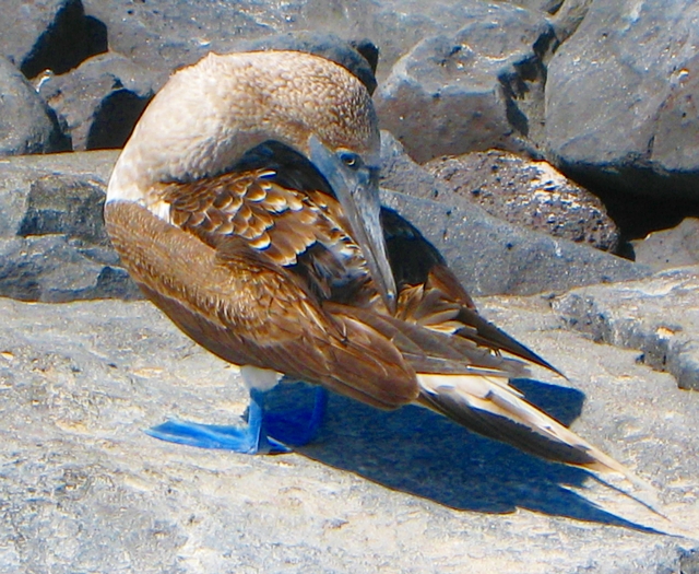 Top Family Vacation Destinations - Galapagos Islands