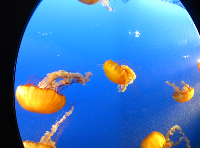 Vancouver Aquarium in Stanley Park with Kids - Jellyfish