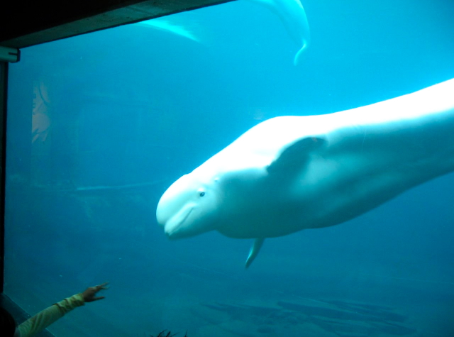 Vancouver Aquarium, Stanley Park with Kids - Beluga Whale