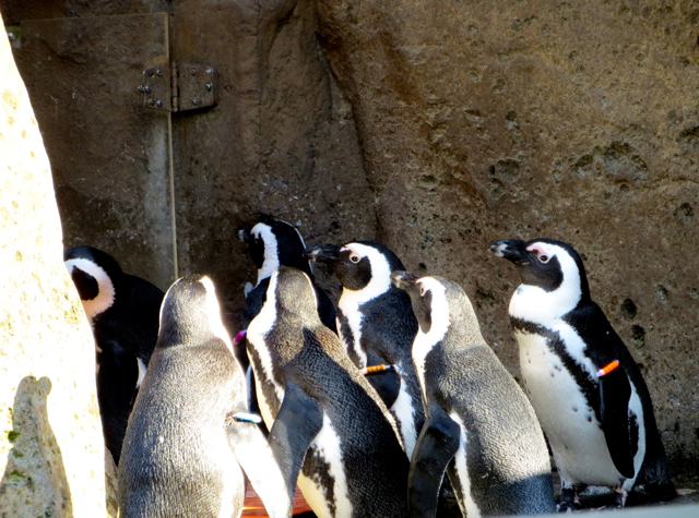 Vancouver Aquarium, Stanley Park with Kids - Penguins