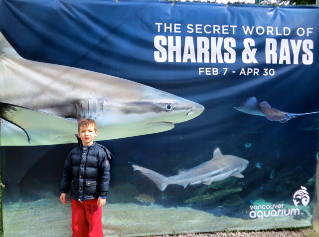 Vancouver Aquarium in Stanley Park with Kids - Sharks and Rays Exhibit
