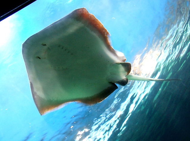 Vancouver Aquarium, Stanley Park with Kids - Sting Ray